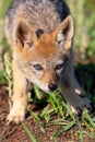 Lone Black Backed Jackal pup standing in short green grass to explore the world Royalty Free Stock Photo