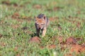 Lone Black Backed Jackal pup standing in short green grass to explore the world Royalty Free Stock Photo