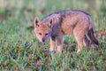 Lone Black Backed Jackal pup standing in short green grass to explore the world Royalty Free Stock Photo