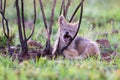 Lone Black Backed Jackal pup standing in short green grass to explore the world Royalty Free Stock Photo