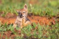 Lone Black Backed Jackal pup standing in short green grass to explore the world Royalty Free Stock Photo