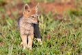 Lone Black Backed Jackal pup standing in short green grass to explore the world Royalty Free Stock Photo