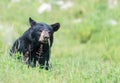A lone Black Bear in some grass Royalty Free Stock Photo