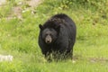 Lone black bear in a valley