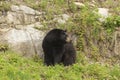 Lone black bear in a valley
