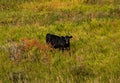 Lone Black Cow In A Fall Field