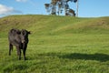 Lone black cow in paddock.