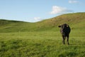 Lone black cow in paddock.