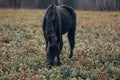 A lone black horse Royalty Free Stock Photo