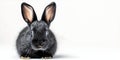 A lone black rabbit representing the year in the Eastern calendar isolated on white. Concept Royalty Free Stock Photo