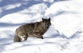 A lone Black wolf Canis lupus isolated on white background walking in the winter snow in Canada Royalty Free Stock Photo