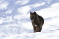 A lone Black wolf (Canis lupus) isolated on white background standing in the winter snow in Canada Royalty Free Stock Photo