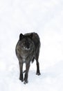 A lone Black wolf (Canis lupus) isolated on white background walking in the winter snow in Canada Royalty Free Stock Photo