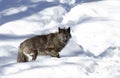 A lone Black wolf (Canis lupus) isolated on white background walking in the winter snow in Canada