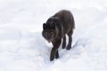 A lone Black wolf (Canis lupus) isolated on white background walking in the winter snow in Canada Royalty Free Stock Photo