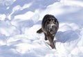 A lone Black wolf Canis lupus isolated on white background walking in the winter snow in Canada Royalty Free Stock Photo