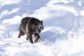 A lone Black wolf (Canis lupus) isolated on white background walking in the winter snow in Canada Royalty Free Stock Photo