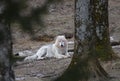 Lone Black wolf resting after a kill in winter in Canada Royalty Free Stock Photo