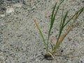 Grass Growing in Sandy Environment Royalty Free Stock Photo