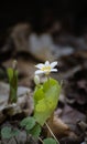 Lone Bloodroot in Bloom Royalty Free Stock Photo