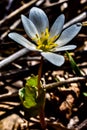 Lone Bloodroot Catching Some Photosynthesis