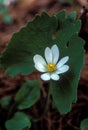 Bloodroot, single bloom Royalty Free Stock Photo