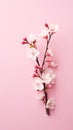 Bloom of the Season Cherry Blossom Branch Isolated against a Pale Pink Background