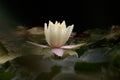 Lone blossom of waterlily