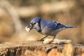 A lone blue jay with peanuts