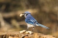 A lone blue jay with peanuts