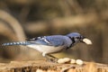 A lone blue jay with peanuts