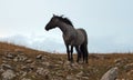 Lone Blue Roan Stallion wild horse on Sykes Ridge at dusk in the Pryor Mountains Wild Horse Range in Montana USA