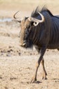 Lone Blue Wildebeest bull walking carefully across an open plain Royalty Free Stock Photo