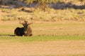 Lone blue wildebeest resting on a pan in the kalahari