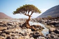 Bonsai tree grow on a wide landscape AI generated