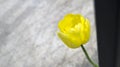 A lone bright yellow Tulip on a background of gray asphalt Royalty Free Stock Photo
