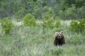 Lone Brown Bear standing in the grass