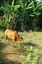 Lone brown cow tethered in a pasture next to palm trees in rural Vietnam