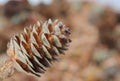 A lone brown fir cone close-up front view on the background of many cones