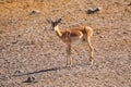 Lone brown gazelle standing in the brown landscape