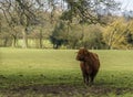 A lone brown Highland cow gazes towards the herd in a field near Market Harborough UK