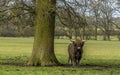 A lone brown Highland cow shelters under a tree in a field near Market Harborough UK