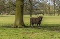 A lone brown Highland cow stares out from under a tree in a field near Market Harborough UK