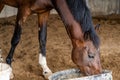 A lone brown horse with black hair drinking from a bucket at a stable