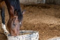 A lone brown horse with black hair drinking from a bucket at a stable