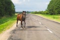 A lone brown horse crossing the road. runaway horse in the countryside