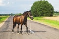 A lone brown horse crossing the road. runaway horse in the countryside