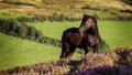 Horse grazing on a hill with purple heather against a backdrop of farmland in the Irish countryside