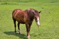 Lone brown horse grazing in the meadow Royalty Free Stock Photo
