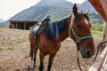 A lone brown horse stands tied to a fence Royalty Free Stock Photo